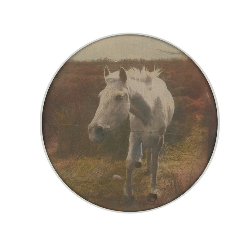 Camargue#12.1