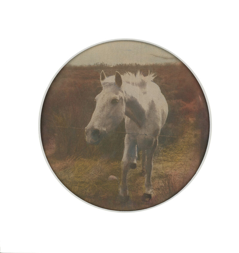Camargue#12.1