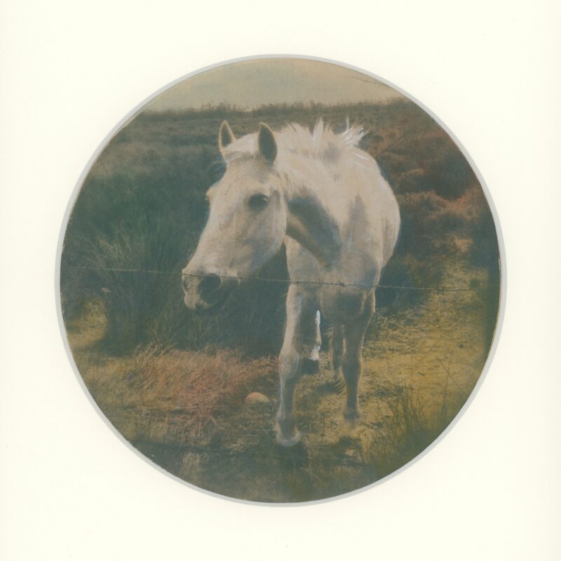 Camargue#12.2 : le cheval